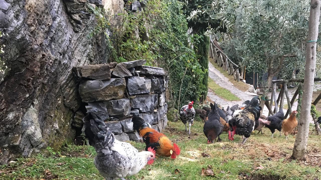 Casa Vacanza Castagna Nesso Eksteriør bilde